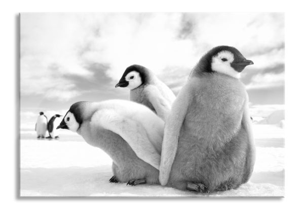 Kaiserpinguin Gruppe, Glasbild Verkauf